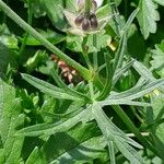 Geranium dissectum Blatt