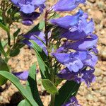 Penstemon glaber Flor