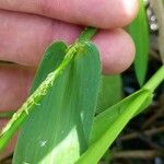 Hymenachne amplexicaulis Feuille