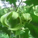Mkilua fragrans Flower