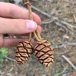 Sequoiadendron giganteumGyümölcs