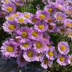 Erigeron glaucusFlower