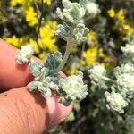 Teucrium poliumFiore