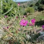 Epilobium hirsutum Λουλούδι