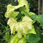 Cucurbita pepo Habit