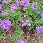 Verbena bipinnatifida Flower