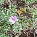 Erodium lebeliiFleur