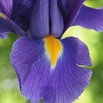 Iris latifolia Fula
