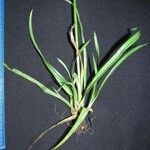 Cyperus laxus Іншае