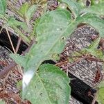 Solanum dulcamara Leaf