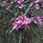 Wittmackanthus stanleyanus Flower