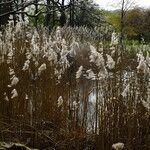 Phragmites australis Hábito