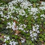 Cardamine trifolia Tervik taim