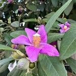 Lagunaria patersonia Floro