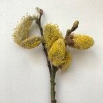Salix caprea Flower