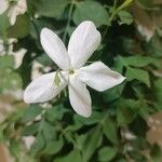 Jasminum grandiflorum Blomst