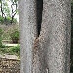 Koelreuteria bipinnata 樹皮