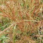 Hyparrhenia familiaris Hoja