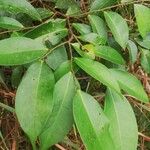 Xylopia aethiopica Φύλλο