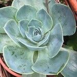 Echeveria elegans Leaf