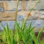 Carex umbrosa Habit