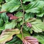 Parrotia persica पत्ता