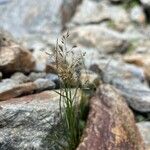 Agrostis rupestris Kukka