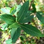 Embothrium coccineum Leaf