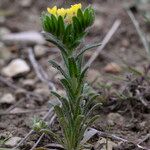 Neatostema apulum Hábito