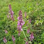 Stachys palustrisBlomst