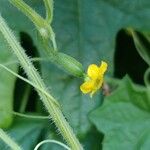 Melothria scabra Flower