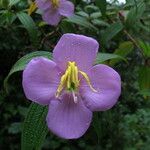 Osbeckia stellata