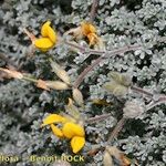 Lotus sessilifolius 其他