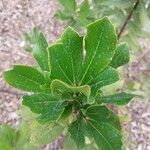 Aronia arbutifolia Feuille