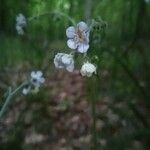 Cynoglossum virginianum 花