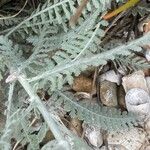 Achillea tomentosa Fuelha