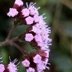 Conoclinium coelestinum Flower