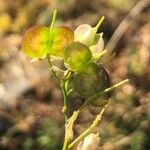 Biscutella laevigata Fruit