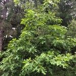 Quercus coccinea Агульны выгляд