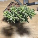 Crassula mesembryanthoides Hostoa