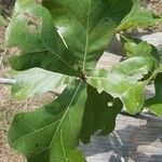 Quercus marilandica Hoja