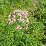 Pimpinella major花