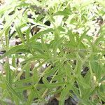 Ocimum americanum List