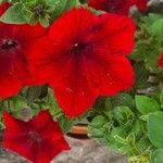 Petunia spp. Flors