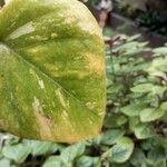 Epipremnum aureum Hoja
