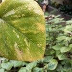 Epipremnum aureum Leaf