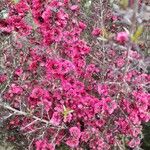 Leptospermum rotundifolium Blomst