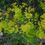 Smyrnium perfoliatum Flower