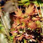 Acer japonicum Folha