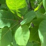 Cotinus obovatus Folha